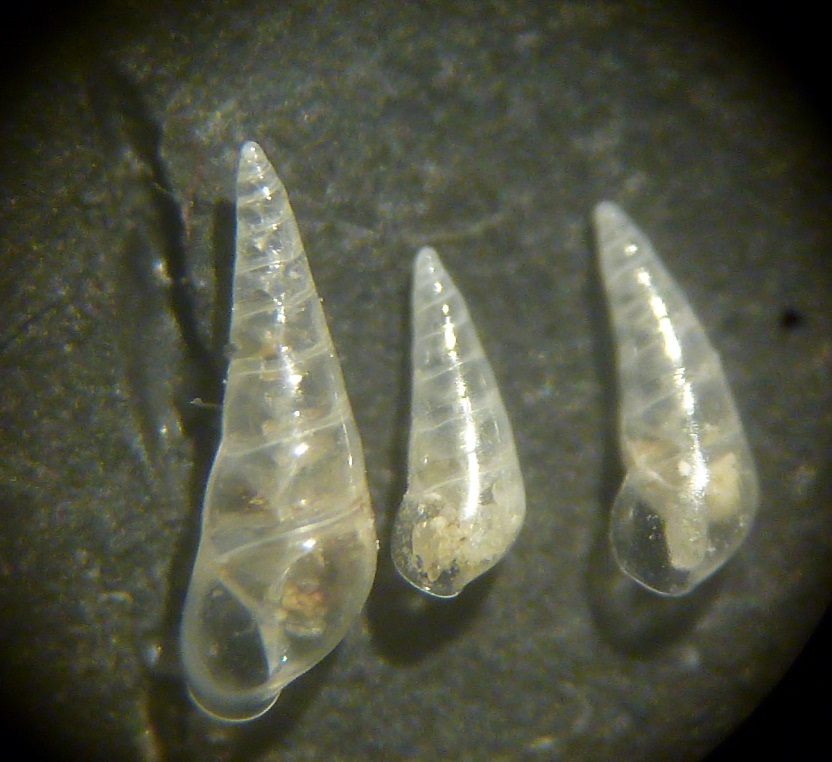 Eulimidi da determinare